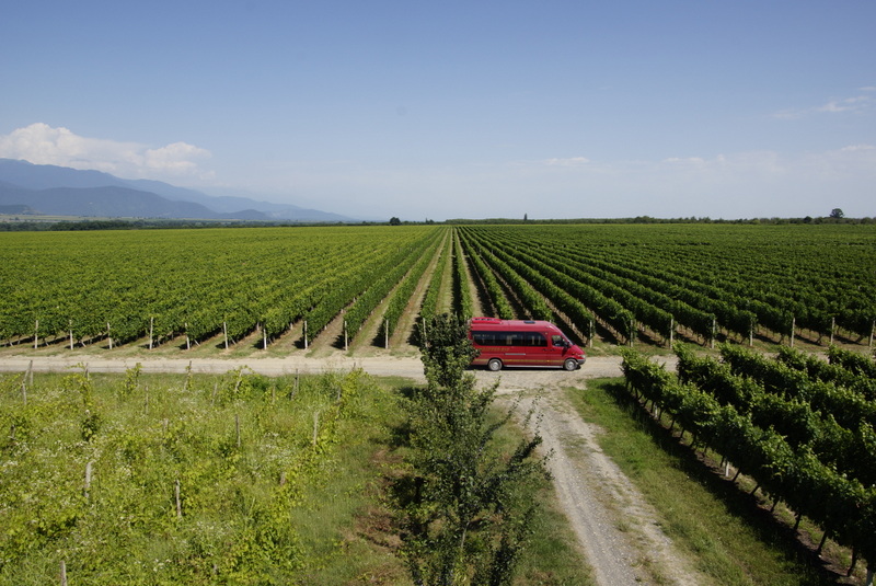 Rekordowe winobranie w Gruzji